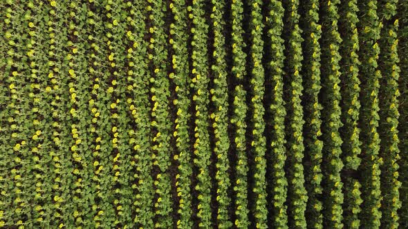 Top View of a Field with a Sunflower