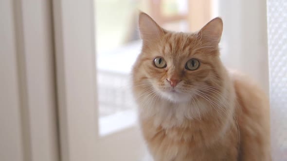 Cute Ginger Cat Is Sitting on Window Sill. Close Up Slow Motion Footage of Fluffy Pet.