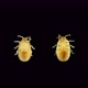 Larva or Nymph Lace Bug with a Microscope Family Tingidae Order Hemiptera - VideoHive Item for Sale