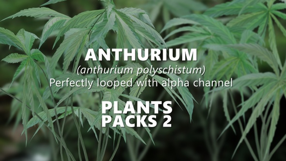 ANTHURIUM (Anthurium Polyschistum) alt