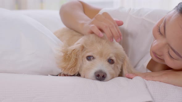 Portrait of owner petting a senior dog head with love