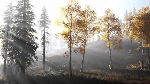 Bright Early Morning Forest in Mountains