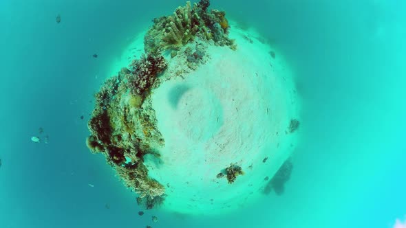 Coral Reef with Fish Underwater. Bohol, Philippines.