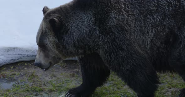 Close up of a large, brown grizzly bear as he walks around on a cold, winter's day. Shot in slow mot