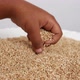 View of picking up sesame seeds with hand - VideoHive Item for Sale