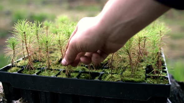 Human Hand Taking Pine Seedlings Together with Soil and Roots From Plastic Pot