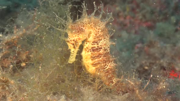 Long-snouted seahorse (Hippocampus guttulatus) sitting on reef in the Mediterranean Sea