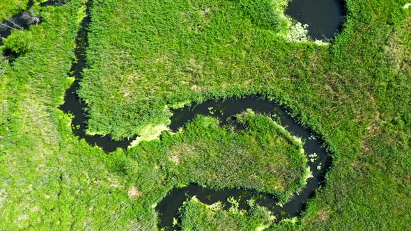 Aerial view of the river winding among the green swamps, Poland