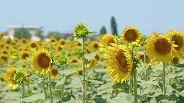 Beautiful Natural Plant Sunflower In Sunflower Field In Sunny Day 32