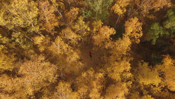 Beautiful Autumn Forest in Windy Day. Woman Lying on the Ground and Camera Flying Above the Forest
