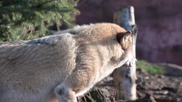 Forest Gray Wolf. Close-up Portrait