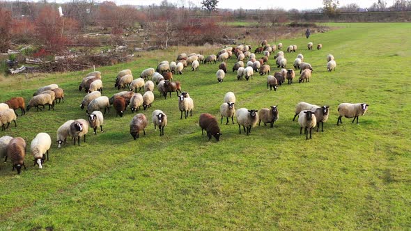 Herd of sheeps of different colors feeding on the green field in countryside. 