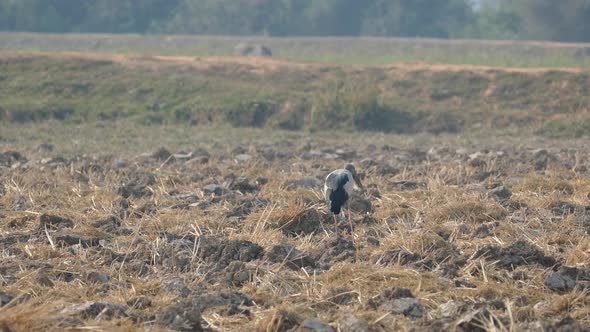 Close up from a Asian openbill flying away 