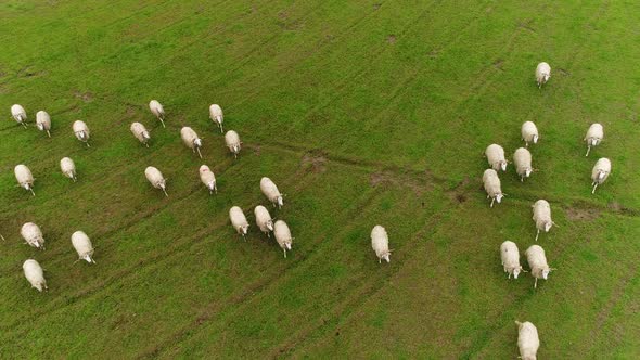 Sheeps on Green Pasture in Village Farm Field Countryside