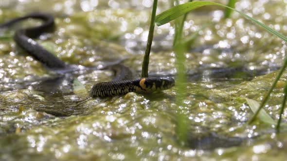 Dice Snake Swims Through Marshes of Swamp Thickets and Algae. Slow Motion.