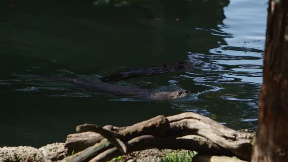 otter swimming and goes under water slow motion