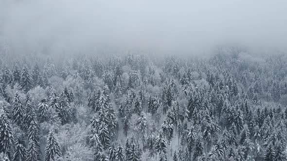 forest from above after a snowstorm with low clouds and nature covered in snow in wintertime