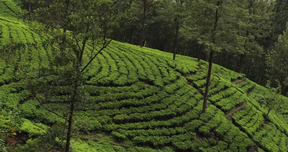 Moving Shot of Famous Nature Landmark Tea Plantations Taken From Train in Sri Lanka