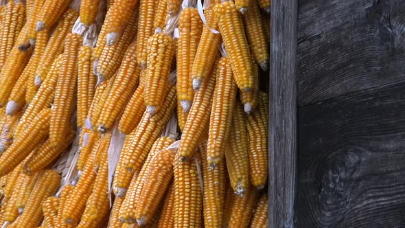 Dried Corn Hanging After Harvest on Old Wood Wall of Village House