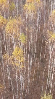 Vertical Video of a Beautiful Forest in the Afternoon Aerial View