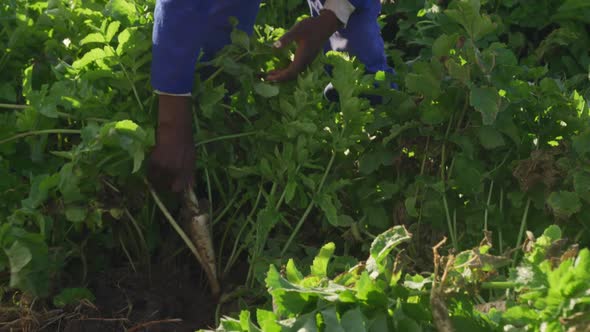 Young man working on farm