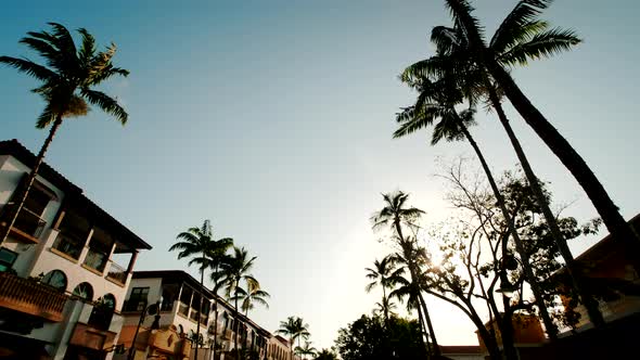 View of Palm Trees of Downtown Naples Florida USA