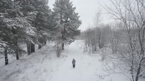 Walk In Winter Forest