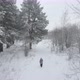 Walk In Winter Forest - VideoHive Item for Sale