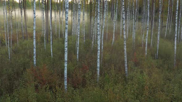 Birch Grove