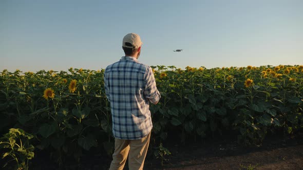 Man Farmer Controls Drone Over a Field of Sunflowers at Sunset