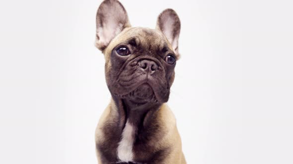 A Cute French Bulldog Puppy