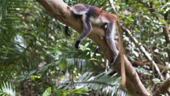 Sleeping Zanzibar red colobus monkey on branch, looking as if dead.
