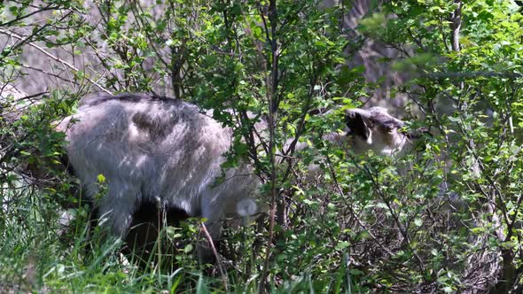 Goats on a pasture at green meadow