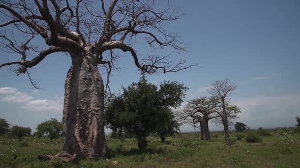 Adansonia Digitata Small African Baobab Tree Forest in Savannah