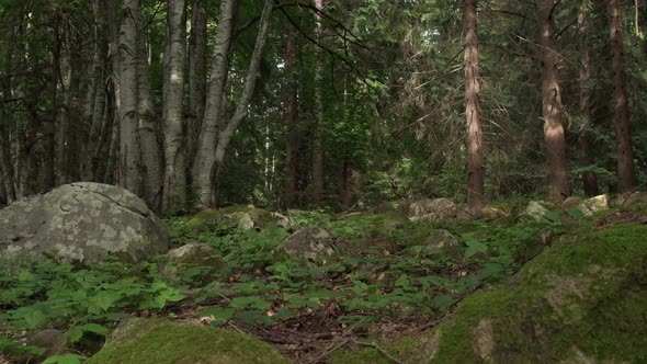 View of an Old, Shady Forest in the Summertime