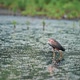 Purple Heron Wading in the Pond - VideoHive Item for Sale