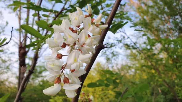 Blooming acacia tree white flowers. Fresh flourishing spring forest