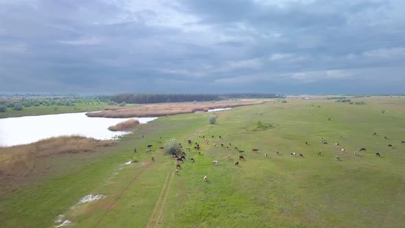 Herd of Cows in the Meadow