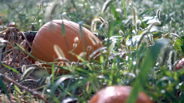 Large pumpkin in a field with the sun rising behind it, and dew glistening on the orange skin, as do