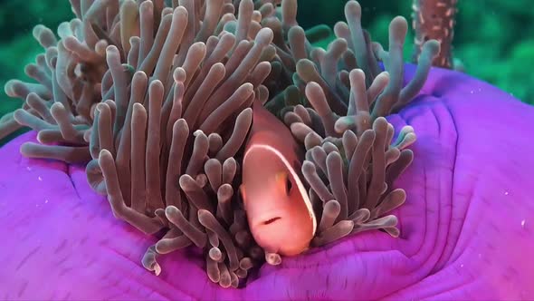 Pink skunk anemone fish (Amphiprion perideraion) close up in purple sea anemone