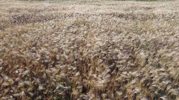 Aerial View on Ripe Wheat Field in Countryside