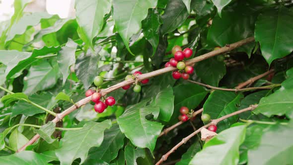 Branch With Coffee Cherries In Clusters