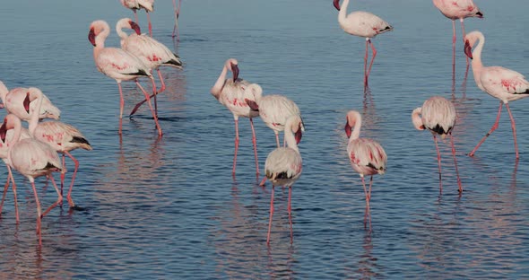 Exotic wild flamingos are walking in the water near the shore of Walvis Bay, 4k