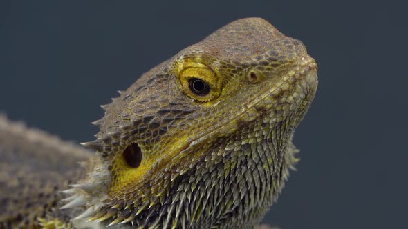 Lizards Bearded Agama or Pogona Vitticeps on Wooden Snag at Black Background. Close Up