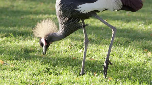 Slow motion of 2 Grey Crowned Cranes looking through grass