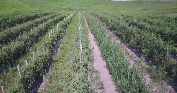 Sideways dolly shot showing the meandering rows of tomato plants in a field.