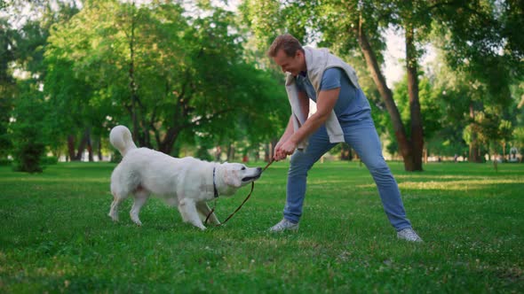 Playful Golden Retriever Pulling Leash