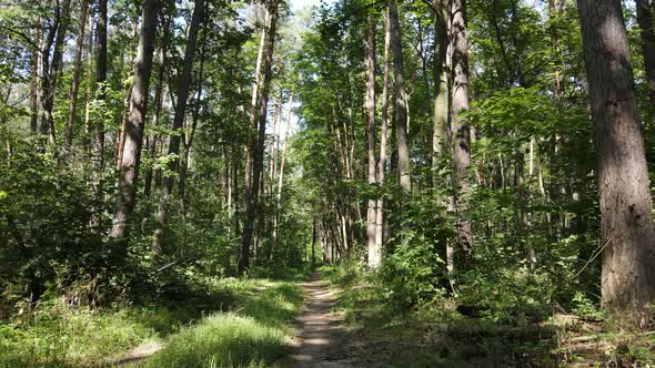 Daytime Forest Landscape in Summer