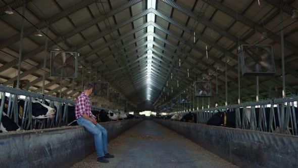 Farm Worker Resting Barn After Hardworking Day on Cowshed