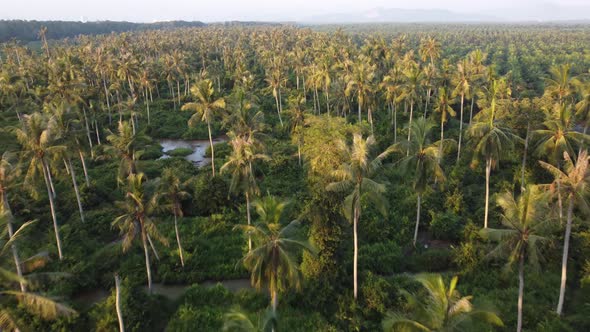 Aerial fly over coconut plantation